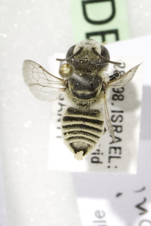  (Megachile fertoni - CCDB-14514-D05)  @13 [ ] CreativeCommons - Attribution Non-Commercial Share-Alike (2012) Packer Collection York University York University