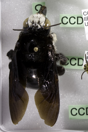  (Xylocopa CDIsp1 - CCDB-14515-A08)  @11 [ ] CreativeCommons - Attribution Non-Commercial Share-Alike (2012) Packer Collection York University York University