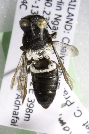  (Megachile callomegthai2 - CCDB-14515-C10)  @11 [ ] CreativeCommons - Attribution Non-Commercial Share-Alike (2012) Packer Collection York University York University