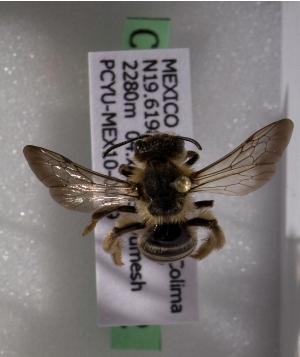  (Andrena MEX38 - CCDB-09669 G12)  @13 [ ] CreativeCommons - Attribution Non-Commercial Share-Alike (2010) Packer Collection York University York University