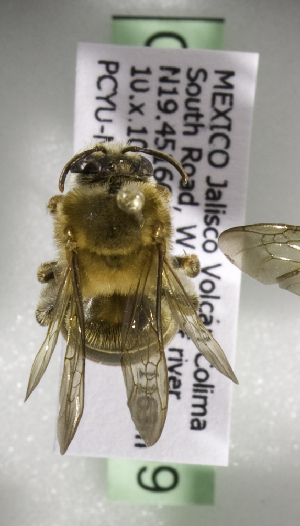  (Mydrosoma serratum - CCDB-09853 E09)  @13 [ ] CreativeCommons - Attribution Non-Commercial Share-Alike (2010) Packer Collection York University York University