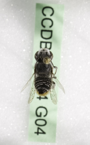  (Megachile KEN20 - CCDB-09854 G04)  @13 [ ] CreativeCommons - Attribution Non-Commercial Share-Alike (2010) Packer Collection York University York University