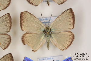  ( - Agro-004)  @12 [ ] Copyright (2011) University of Florida, FMNH - McGuire Center University of Florida, FMNH - McGuire Center