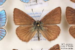  (Polyommatus - Agro-094)  @15 [ ] Copyright (2011) University of Florida, FMNH - McGuire Center University of Florida, FMNH - McGuire Center