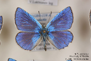  ( - Agro-110)  @11 [ ] Copyright (2011) University of Florida, FMNH - McGuire Center University of Florida, FMNH - McGuire Center