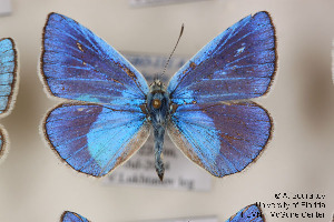  ( - Agro-111)  @11 [ ] Copyright (2011) University of Florida, FMNH - McGuire Center University of Florida, FMNH - McGuire Center