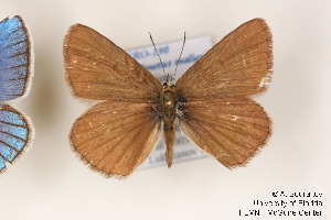 (Polyommatus admetus - Agro-190)  @12 [ ] Copyright (2011) University of Florida, FMNH - McGuire Center University of Florida, FMNH - McGuire Center