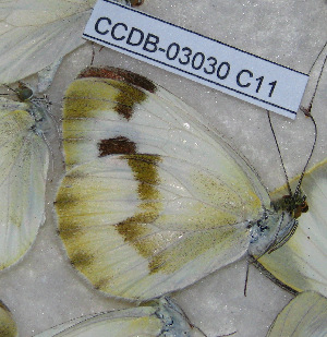  (Pieris devta - CCDB-03030 C11)  @13 [ ] Copyright (2012) Zoological Institute of the Russian Academy of Science Zoological Institute of the Russian Academy of Science