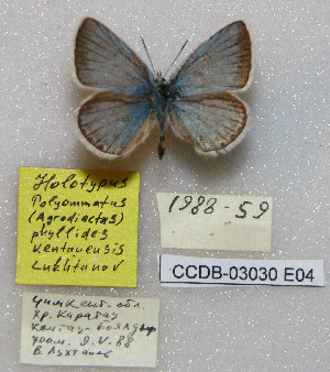  (Polyommatus phyllides - CCDB-03030 E04)  @12 [ ] Copyright (2012) Zoological Institute of the Russian Academy of Science Zoological Institute of the Russian Academy of Science