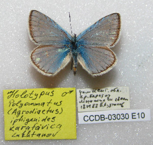 (Polyommatus karatavicus - CCDB-03030 E10)  @13 [ ] Copyright (2012) Zoological Institute of the Russian Academy of Science Zoological Institute of the Russian Academy of Science