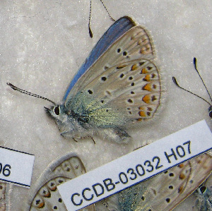  (Polyommatus danilevskyi - CCDB-03032 H07)  @11 [ ] Copyright (2012) Zoological Institute of the Russian Academy of Science Zoological Institute of the Russian Academy of Science