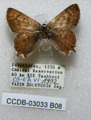  ( - CCDB-03033 B08)  @11 [ ] Copyright (2012) Zoological Institute of the Russian Academy of Science Zoological Institute of the Russian Academy of Science