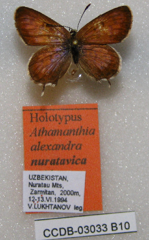 (Athamanthia alexandra nuratavica - CCDB-03033 B10)  @12 [ ] Copyright (2012) Zoological Institute of the Russian Academy of Science Zoological Institute of the Russian Academy of Science