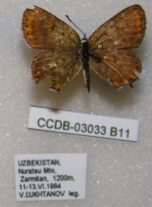  (Athamanthia alexandra - CCDB-03033 B11)  @12 [ ] Copyright (2012) Zoological Institute of the Russian Academy of Science Zoological Institute of the Russian Academy of Science