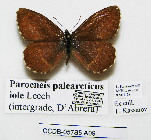  (Paroeneis palaearcticus - CCDB-05785 A09)  @11 [ ] Copyright (2012) University of Florida, FMNH - McGuire Center University of Florida, FMNH - McGuire Center