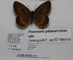  (Paroeneis palaearcticus - CCDB-05785 A11)  @11 [ ] Copyright (2012) University of Florida, FMNH - McGuire Center University of Florida, FMNH - McGuire Center