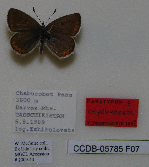  (Polyommatus pulchra - CCDB-05785 F07)  @11 [ ] Copyright (2012) University of Florida, FMNH - McGuire Center University of Florida, FMNH - McGuire Center
