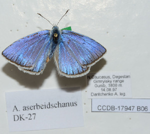  (Polyommatus australorossicus - CCDB-17947 B06)  @12 [ ] Copyright (2013) collection of Dantchenko collection of Dantchenko
