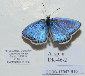  (Polyommatus sp. n - CCDB-17947 B10)  @11 [ ] Copyright (2013) collection of Dantchenko collection of Dantchenko