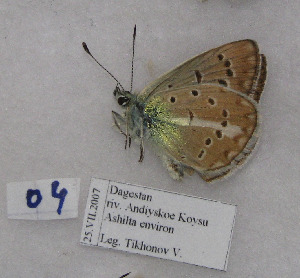  (Polyommatus dagestanicus - CCDB-17947 C04)  @12 [ ] Copyright (2013) coll. V. Tikhonov coll. V. Tikhonov