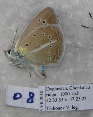  (Polyommatus australorossicus - CCDB-17947 C08)  @12 [ ] Copyright (2013) coll. V. Tikhonov coll. V. Tikhonov