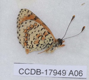  (Melitaea acentria - CCDB-17949 A06)  @12 [ ] Copyright (2013) Zoological Institute of the Russian Academy of Science Institute of animal systematics and ecology, Novosibirsk