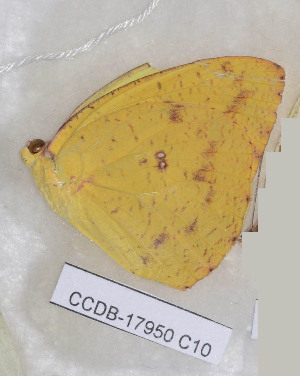  ( - CCDB-17950 C10)  @11 [ ] Copyright (2014) Zoological Institute of the Russian Academy of Science Zoological Institute of the Russian Academy of Science