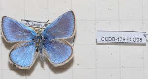  (Polyommatus ciloicus azarisorum - CCDB-17950 G08)  @11 [ ] Copyright (2014) McGuire Center, University of Florida McGuire Center, University of Florida