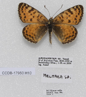  (Melitaea higginsi - CCDB-17950 H10)  @13 [ ] Copyright (2014) McGuire Center, University of Florida McGuire Center, University of Florida