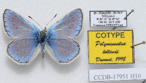  (Polyommatus bollandi - CCDB-17951 H10)  @11 [ ] Copyright (2014) McGuire Center, University of Florida McGuire Center, University of Florida