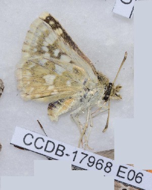  ( - CCDB-17968 E06)  @12 [ ] Copyright (2014) Zoological Institute of the Russian Academy of Science Zoological Institute of the Russian Academy of Science