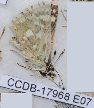  ( - CCDB-17968 E07)  @12 [ ] Copyright (2014) Zoological Institute of the Russian Academy of Science Zoological Institute of the Russian Academy of Science