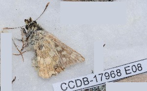  ( - CCDB-17968 E08)  @12 [ ] Copyright (2014) Zoological Institute of the Russian Academy of Science Zoological Institute of the Russian Academy of Science