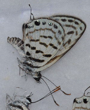  ( - CCDB-25449 G12)  @12 [ ] Copyright (2015) Zoological Institute of the Russian Academy of Science Zoological Institute of the Russian Academy of Science