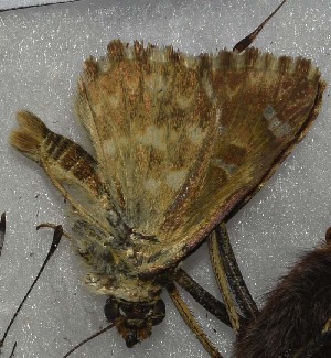  ( - CCDB-25451 G02)  @12 [ ] Copyright (2015) Zoological Institute of the Russian Academy of Science Zoological Institute of the Russian Academy of Science