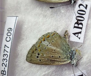  (Polyommatus dagmara - CCDB-23377 C09)  @11 [ ] Copyright (2018) Zoological Institute of the Russian Academy of Science Zoological Institute of the Russian Academy of Science