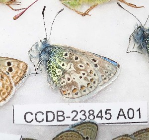  ( - CCDB-23845 A01)  @11 [ ] Copyright (2018) Zoological Institute of the Russian Academy of Science Zoological Institute of the Russian Academy of Science