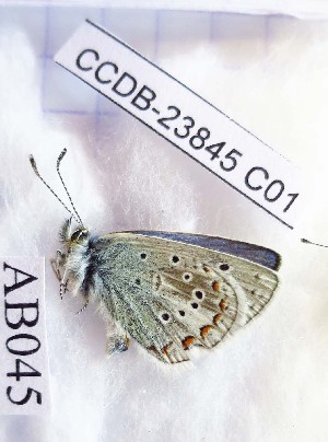  ( - CCDB-23845 C01)  @11 [ ] Copyright (2018) Zoological Institute of the Russian Academy of Science Zoological Institute of the Russian Academy of Science
