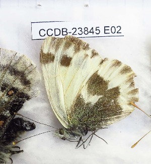  (Pieris mahometana - CCDB-23845 E02)  @11 [ ] Copyright (2018) Zoological Institute of the Russian Academy of Science Zoological Institute of the Russian Academy of Science