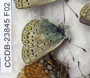  ( - CCDB-23845 F02)  @11 [ ] Copyright (2018) Zoological Institute of the Russian Academy of Science Zoological Institute of the Russian Academy of Science