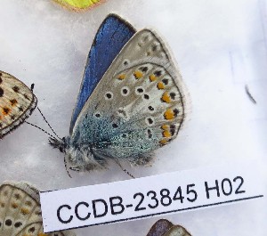  ( - CCDB-23845 H02)  @11 [ ] Copyright (2018) Zoological Institute of the Russian Academy of Science Zoological Institute of the Russian Academy of Science