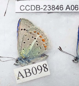  (Polyommatus actinides - CCDB-23846 A06)  @12 [ ] Copyright (2018) Zoological Institute of the Russian Academy of Science Zoological Institute of the Russian Academy of Science