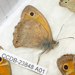  ( - CCDB-23848 A01)  @12 [ ] Copyright (2018) Zoological Institute of the Russian Academy of Science Zoological Institute of the Russian Academy of Science
