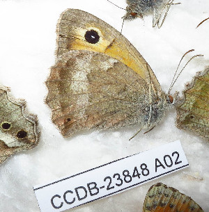  ( - CCDB-23848 A02)  @11 [ ] Copyright (2018) Zoological Institute of the Russian Academy of Science Zoological Institute of the Russian Academy of Science