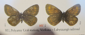  (Erebia zaitsevi - CCDB-23849 B02)  @11 [ ] Copyright (2019) Zoological Institute of the Russian Academy of Science Zoological Institute of the Russian Academy of Science