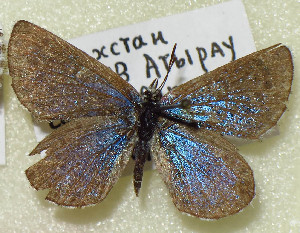  ( - CCDB-23849 C08)  @11 [ ] Copyright (2019) Zoological Institute of the Russian Academy of Science Zoological Institute of the Russian Academy of Science