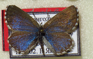  ( - CCDB-23849 C09)  @11 [ ] Copyright (2019) Zoological Institute of the Russian Academy of Science Zoological Institute of the Russian Academy of Science