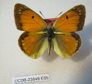  (Colias romanovi - CCDB-23849 E05)  @11 [ ] Copyright (2019) Zoological Institute of the Russian Academy of Science Zoological Institute of the Russian Academy of Science