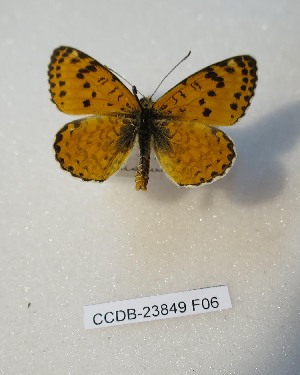  (Melitaea timandra - CCDB-23849 F06)  @11 [ ] Copyright (2019) Zoological Institute of the Russian Academy of Science Zoological Institute of the Russian Academy of Science