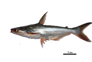  ( - LPh 1)  @11 [ ] Copyright  Unspecified Institute of Biology, UP Diliman